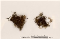 藏品(長尖提燈苔)的圖片